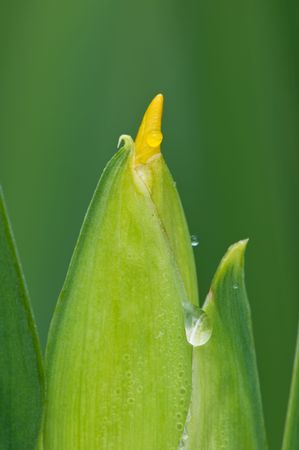 yellow iris flower with dew drops in the gardenの写真素材