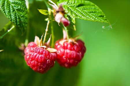 two red raspberries in the garden
