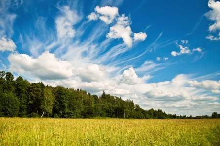 dramatic cloudscape over green forest and yellow meadow in summerの写真素材