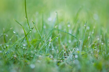 water droplets on green grass in the morning, selective focusの写真素材