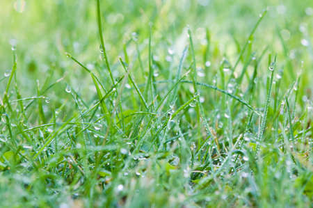 water droplets on green grass in the morning