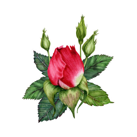 Watercolor red rose with green leaves  and flower buds isolated on white background. Hand drawn illustration.の写真素材