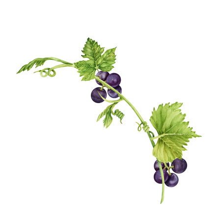 Vine branch with purple grapes, green leaves and tendrils isolated on white background. Hand drawn watercolor illustrationの写真素材