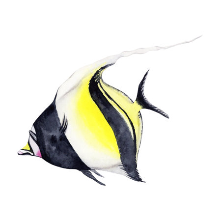 Watercolor illustration of a reef fish isolated on white background. Hand drawn underwater design element. Black and yellow moorish idol.の写真素材