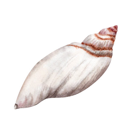 Watercolor seashell illustration isolated on white background. Hand drawn design element perfect for cards, banners, patterns and invitations.の写真素材
