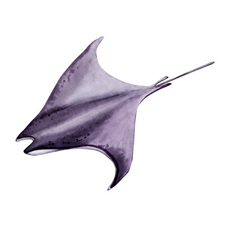 Hand drawn watercolor illustration of manta ray. Underwater coral sea isolated design element. Travel adventure sea creature.の写真素材