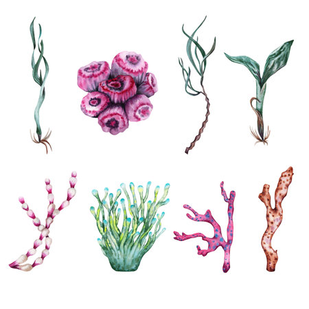 Collection of Seaweed, Water Plants and Reef Corals. Underwater Tropical Collection. For Marine Life Designs. Under the Sea Group of Elements.の写真素材