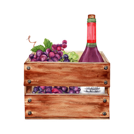 Wine making and grape harvest composition. Bottle of red wine in a wooden crate. Hand drawn watercolor illustration isolated on white background. Card, printing, textile, fabric, wrapping paper designの写真素材
