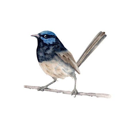 Superb Fairy Wren. Watercolor illustration element isolated on white background. Vintage hand drawn painting of native Australian bird with blue plumage. Symbol of National Parks in Sydney, Melbourneの写真素材