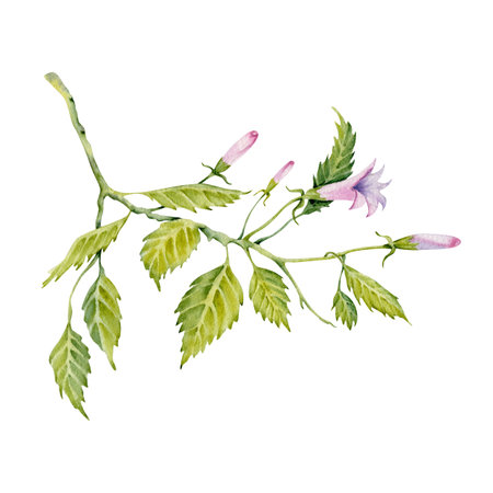 Watercolor green leaves of hibiscus flower. Hand painted branch with leaves, pink buds and tiny butterfly isolated on white background. Delicate plant. Hibiscus tea, syrup, cosmetics design elementの写真素材