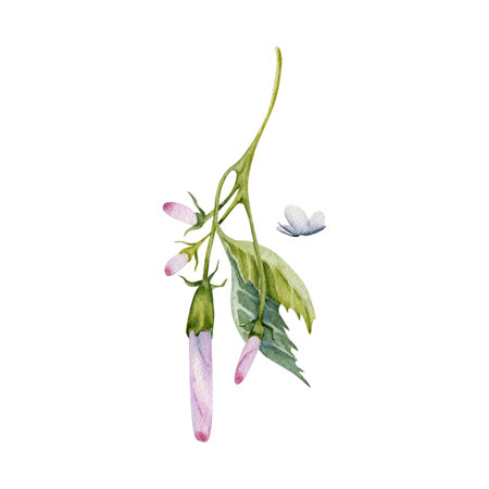 Watercolor green leaves of hibiscus flower. Hand painted branch with leaves, pink buds and tiny butterfly isolated on white background. Delicate plant. Hibiscus tea, syrup, cosmetics design elementの写真素材