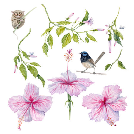 Watercolor pink and white hibiscus set. Hand painted flowers with leaves, buds on branch isolated on white background. Realistic delicate plants with fairy wren bird and tarsier animal. Floral bundleの写真素材