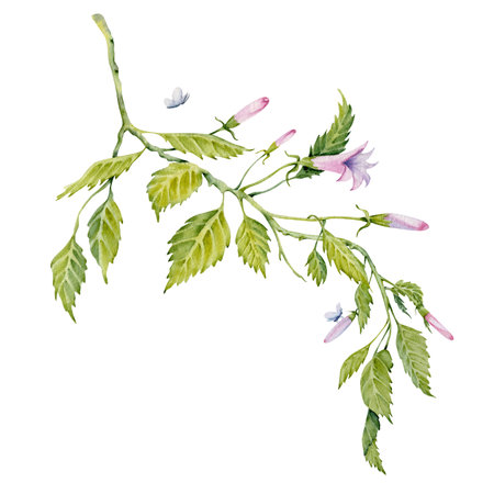 Watercolor green leaves of hibiscus floral frame composition. Hand painted branch with leaves, pink buds and isolated on white background. Delicate plant. Hibiscus tea, syrup, cosmetics design elementの写真素材