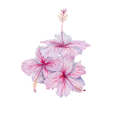 Three watercolor pink and white hibiscus flowers. Hand painted blossom isolated on white background. Realistic delicate floral element. Hibiscus tea, syrup, cosmetics, beauty, fashion prints, designsの写真素材