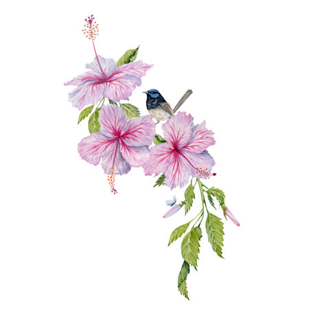 Watercolor pink hibiscus flowers with green leaves and a bird. Hand painted element isolated on white background. Floral composition. Hibiscus tea, syrup, cosmetics, beauty, fashion prints, designsの写真素材