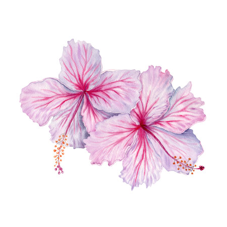 Two watercolor pink and white hibiscus flowers. Hand painted blossom isolated on white background. Realistic delicate floral element. Hibiscus tea, syrup, cosmetics, beauty, fashion prints, designsの写真素材