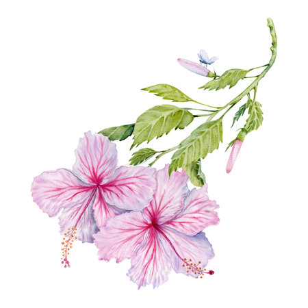 Two watercolor pink hibiscus flowers on green branch. Hand painted blossoms isolated on white background. Realistic floral composition. Hibiscus tea, syrup, cosmetics, beauty, fashion prints, designsの写真素材