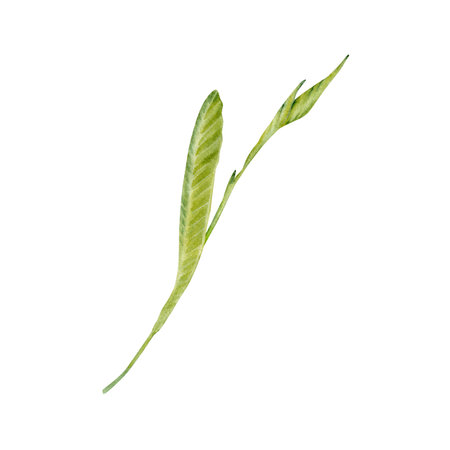 Green plumeria or frangipani leaf, stem and bud. Watercolor hand drawn tropical plant. Isolated elements on white background. Natural botanical illustration. Exotic floral card designs, jungle printsの写真素材