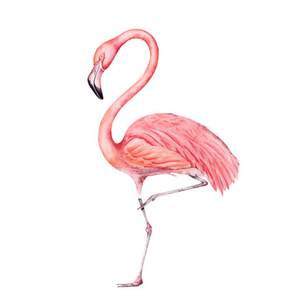 Pink flamingo bird painting. Isolated on white background. Hand drawn illustration element. For exotic tropical designs, cards, prints, invitations. Holiday brochures, magazines, posters.の写真素材