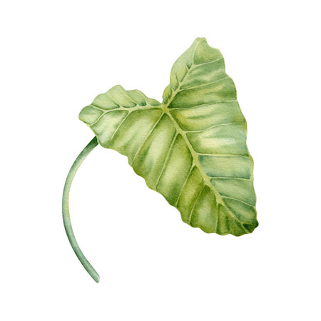 Green alocasia leaf with stem. Watercolor hand painted tropical plant. Isolated element on white background. Natural botanical illustration. Vacation, holiday, exotic floral card design, jungle printsの写真素材