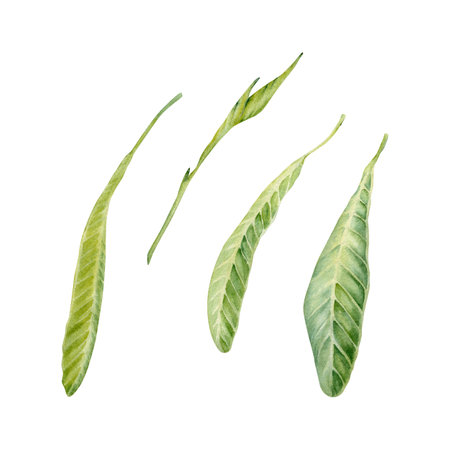 Green plumeria or frangipani leaves. Watercolor hand painted tropical plant. Isolated elements on white background. Natural botanical illustration. Holidays, exotic floral card designs, jungle printsの写真素材
