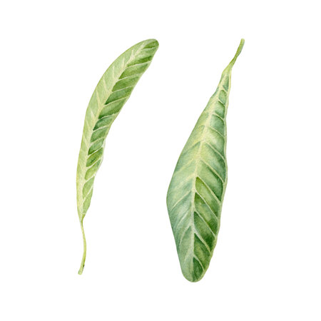 Green plumeria or frangipani leaves. Watercolor hand painted tropical plant. Isolated elements on white background. Natural botanical illustration. Holidays, exotic floral card designs, jungle printsの写真素材