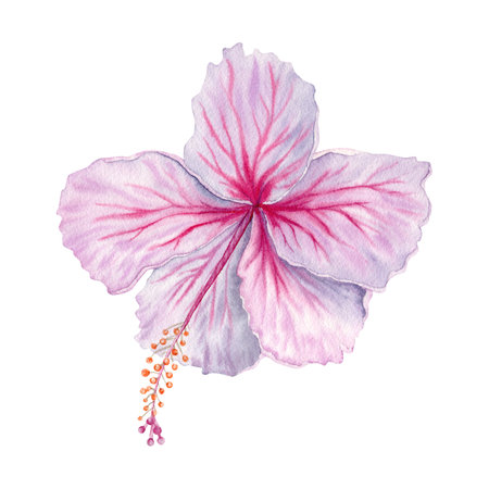 Watercolor pink and white hibiscus flower. Hand painted blossom  isolated on white background. Realistic delicate floral element. Hibiscus tea, syrup, cosmetics, beauty, fashion prints and designsの写真素材