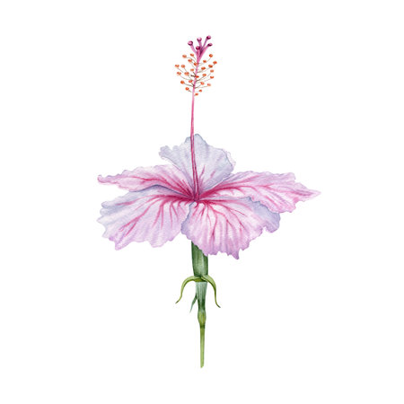 Watercolor pink and white hibiscus flower. Hand painted blossom  isolated on white background. Realistic delicate floral element. Hibiscus tea, syrup, cosmetics, beauty, fashion prints and designsの写真素材