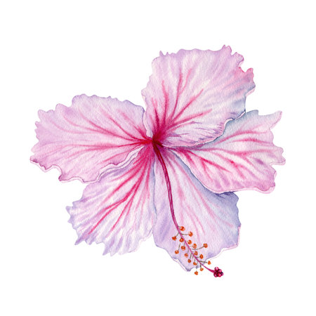 Watercolor pink and white hibiscus flower. Hand painted blossom  isolated on white background. Realistic delicate floral element. Hibiscus tea, syrup, cosmetics, beauty, fashion prints and designsの写真素材