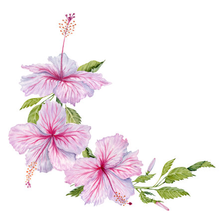 Watercolor pink hibiscus flowers with green leaves. Hand painted isolated on white background. Realistic delicate floral element. Hibiscus tea, syrup, cosmetics, beauty, fashion prints, designs, cardsの写真素材