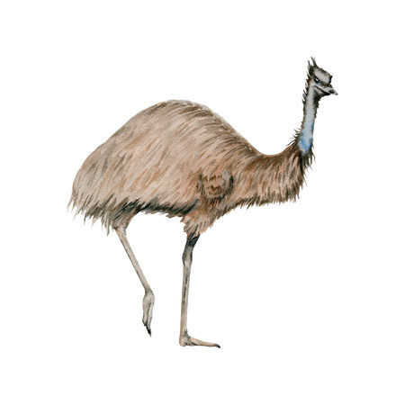 Emu ostrich. Australian native marsupial nocturnal animal. Watercolor illustration isolated on white background. Hand drawn bird sketch for national endemic Australia wildlife design, cards and printsの写真素材