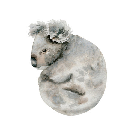 Koala Bear. Grey Indigenous Australian native marsupial animal. Watercolor illustration isolated on white background. Hand drawn sketch for national endemic Australia wildlife design, cards and printsの写真素材
