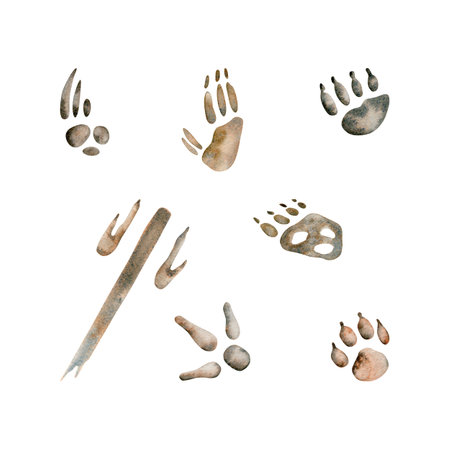 Emu and Kangaroo paw prints. Dingo and possum steps. Koala, Wombat and Echidna Australian native animals. Watercolor illustration isolated on white background. Hand drawn wildlife decorative designの写真素材
