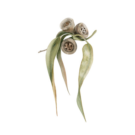 Gum tree leaves. Eucalyptus branch with seed pods. Watercolor illustration isolated on white background. Hand drawn botanical element for Australian endemic nature cards, invitations and art designsの写真素材