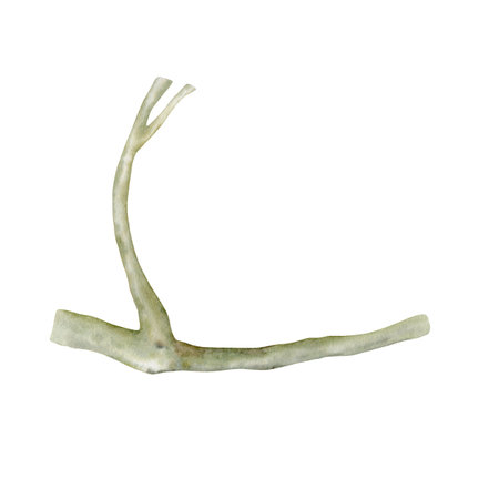 Green tree branch. Elegant gum eucalyptus tree trunk. Watercolor illustration isolated on white background. Hand drawn botanical element for nature backgrounds, cards, invitations and art designsの写真素材