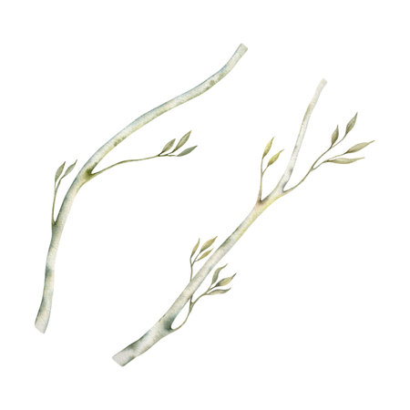 Abstract tree branches. Elegant green and dry foliage. Watercolor illustration isolated on white background. Hand drawn botanical elements for nature backgrounds, cards, invitations and art designsの写真素材