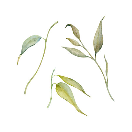 Abstract tree leaves set. Green and dry foliage. Watercolor illustration isolated on white background. Hand drawn botanical element for Australian endemic nature cards, invitations and art designsの写真素材
