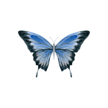 Elegant realistic butterfly in blue and black colors. Australian Ulysses Swallowtail moth. Watercolor illustration isolated on white background. Hand drawn endemic wildlife card design compositionの写真素材