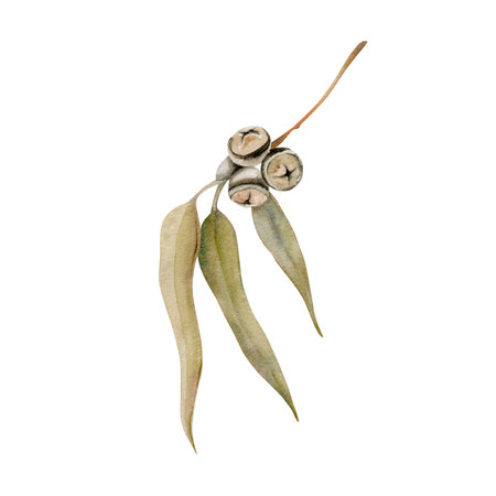 Gum tree leaves. Eucalyptus branch with seed pods. Watercolor illustration isolated on white background. Hand drawn botanical element for Australian endemic nature cards, invitations and art designsの写真素材