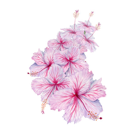 Watercolor pink hibiscus flowers bouquet. Hand painted blossom illustration. Realistic elegant floral composition. For hibiscus tea, syrup, florist, cosmetics, beauty, fashion prints and designsの写真素材