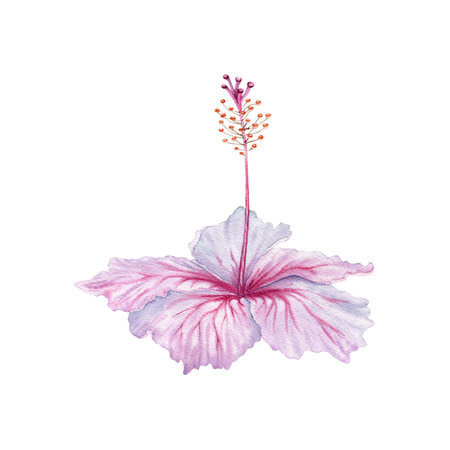 Watercolor pink and white hibiscus flower. Hand painted blossom  isolated on white background. Realistic delicate floral element. Hibiscus tea, syrup, cosmetics, beauty, fashion prints and designsの写真素材