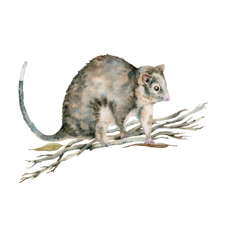 Ringtail possum walking on dry tree branches. Australian native marsupial nocturnal animal. Watercolor illustration isolated on white background. Hand drawn endemic wildlife card design compositionの写真素材