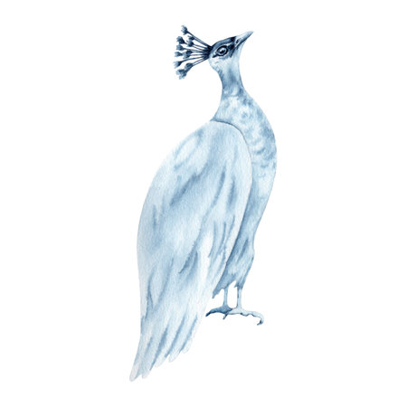 White peafowl watercolor illustration. Hand drawn bird painting isolated on white background. Indigo Blue Monochrome elegant beauty symbol for fashion clothes, tattoos, printing and pattern designs.の写真素材