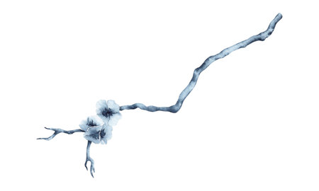 Cherry blossom springtime festival watercolor illustration. Hand drawn Japanese sakura painting isolated on white background. Indigo Blue monochrome branch for celebration cardsの写真素材