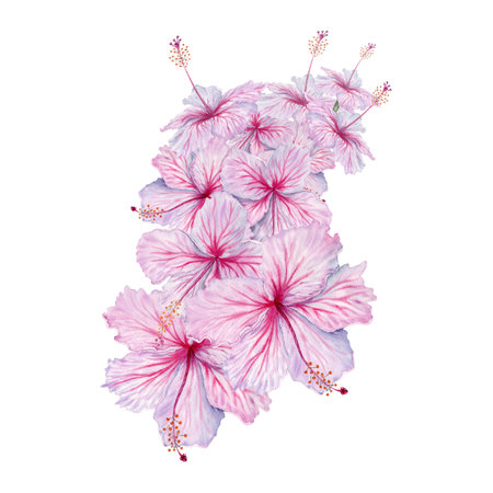 Pink Hibiscus Flowers Composition. Watercolor illustration isolated on white background. Floral design element for cards, beauty products and tea drink packaging. Tropical perfume ingredient paintingの写真素材