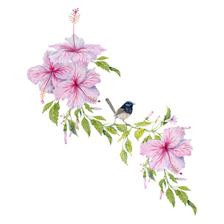 Pink Hibiscus Flowers with green leaves and small bird composition. Watercolor illustration isolated on white background. Floral card design with cute fairy wren on realistic vintage botanical branchの写真素材