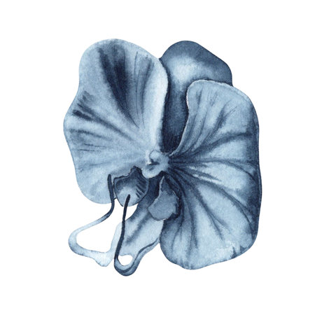 Blue orchid flower watercolor painting. Hand drawn illustration isolated on white background. Indigo monochrome floral element for fashion, beauty products, tattoos, dress patterns, botanical designsの写真素材