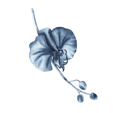 Blue orchid flower on plant stem with buds. Watercolor hand drawn illustration isolated on white background. Indigo monochrome floral painting for fashion, beauty products, dress pattern, wedding cardの写真素材