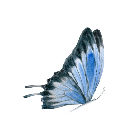 Elegant realistic butterfly in blue and black colors. Australian Ulysses Swallowtail moth. Watercolor illustration isolated on white background. Hand drawn endemic insect for cards, prints and fabricsの写真素材