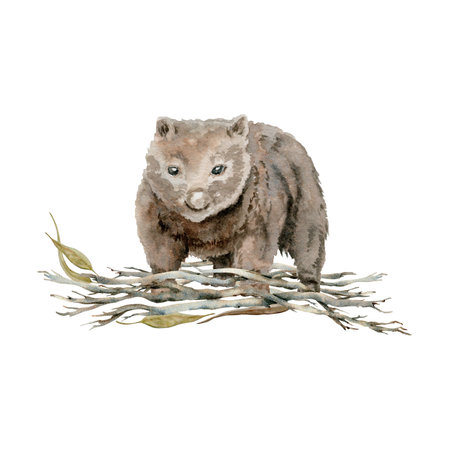 Wombat with a pile of dry tree branches. Watercolor illustration isolated on white background. Hand drawn endemic Australian animal for cards designs, stickers and prints. Native wildlife paintingの写真素材